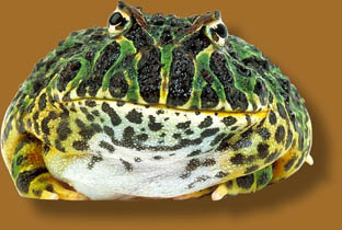 Frog