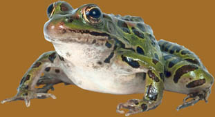 Frog