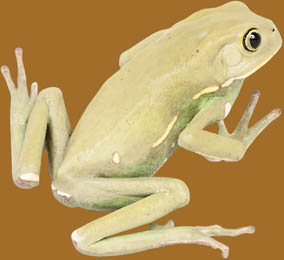 Frog