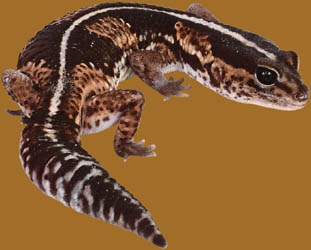 Salamander